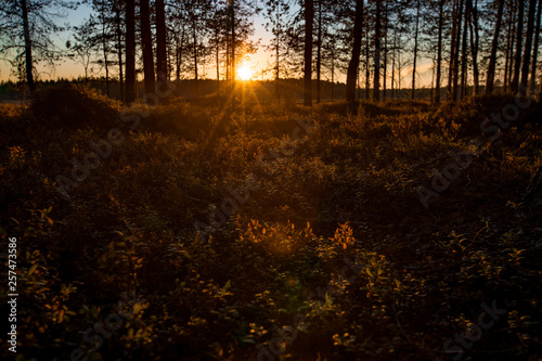 sunset in forest