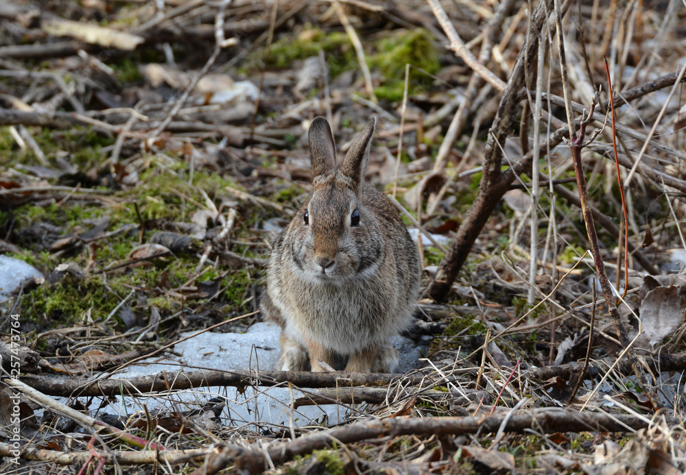 Fototapeta premium Bunny Rabbit 