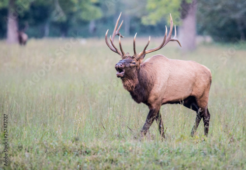 Wallpaper Mural A bull Elk walking in a grassy field bugling during the rutting season. Torontodigital.ca