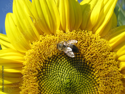 Bee is sitting on the sunflower