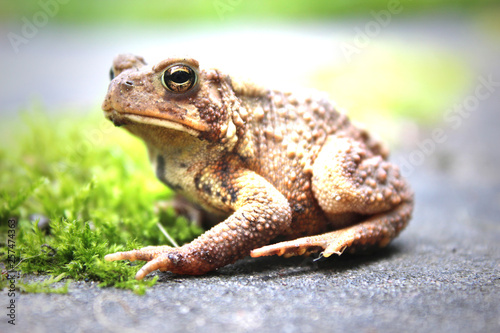 Brown Toad Isolated