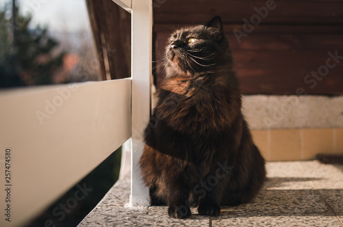 Black Chantilly Tiffany cat on the balcony in high altitude looking down and posing to camera on sunset. Dark cat with big and yellow eyes sitting, sunbathing and relaxing on balcony in springtime. photo