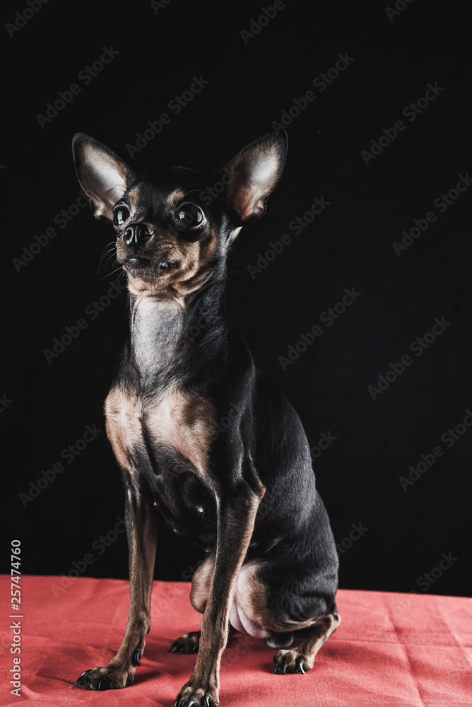 little dog on a black background.