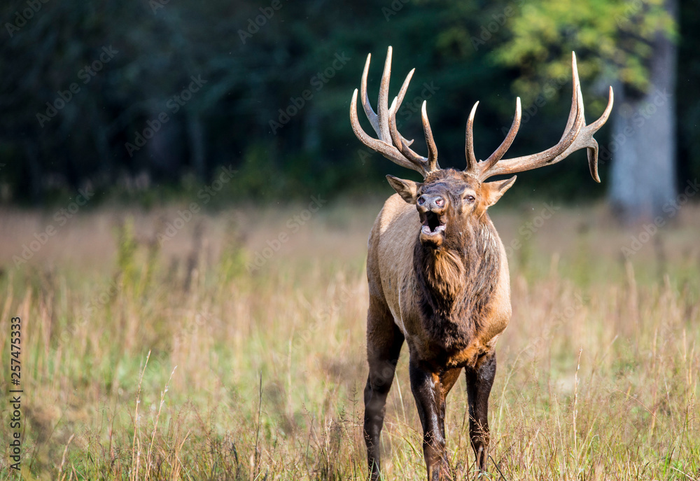 A bull Elk walking in a grassy field bugling during the rutting season. A bull Elk walking in a grassy field bugling during the rutting season.