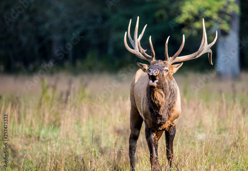 Cuadro en lienzo A bull Elk walking in a grassy field bugling during the rutting season