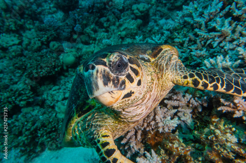 Hawksbill sea turtle in the Red Sea, dahab, blue lagoon sinai