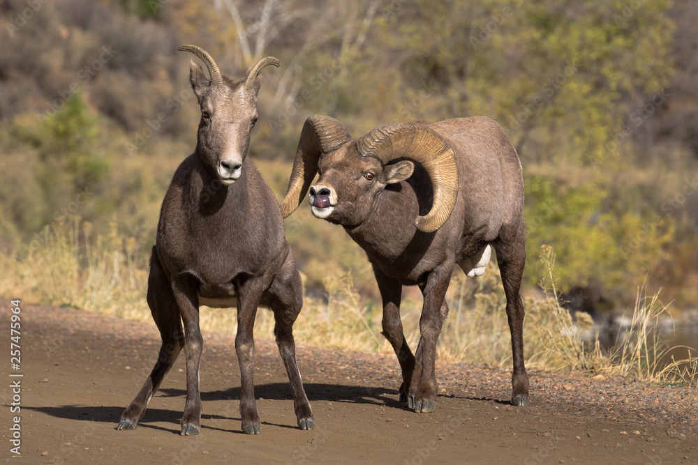 Big Horn Sheep Ram and Eu 