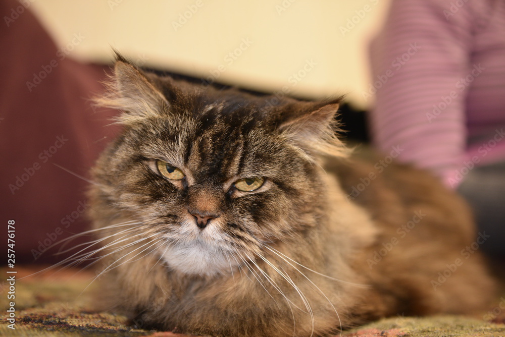 Large fluffy satisfied well-fed cat close-up Large fluffy satisfied well-fed cat close-up