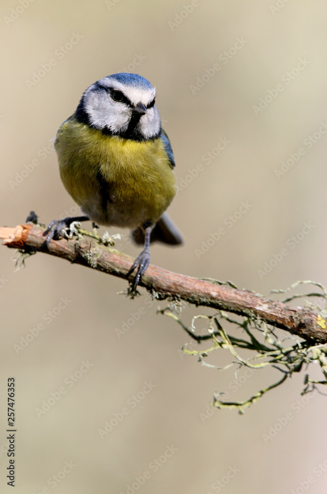 Obraz premium Blue tit, Cyanistes.caeruleus