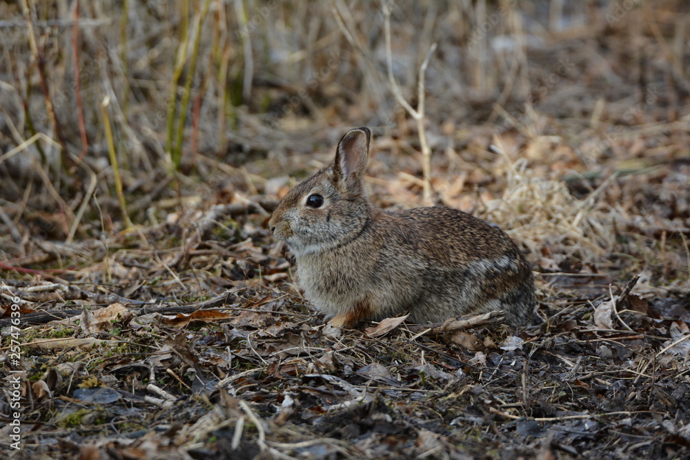 Bunny Rabbit Bunny Rabbit