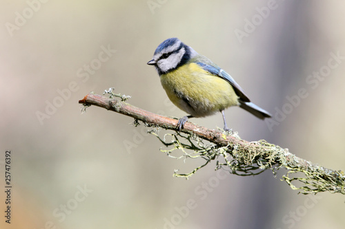 Blue tit, Cyanistes.caeruleus