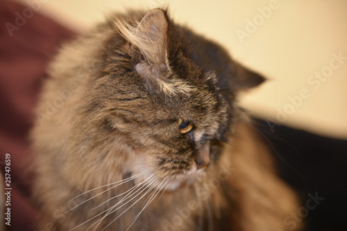 Large fluffy satisfied well-fed cat close-up