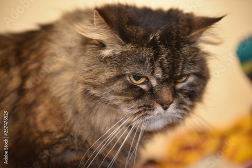 Large fluffy satisfied well-fed cat close-up