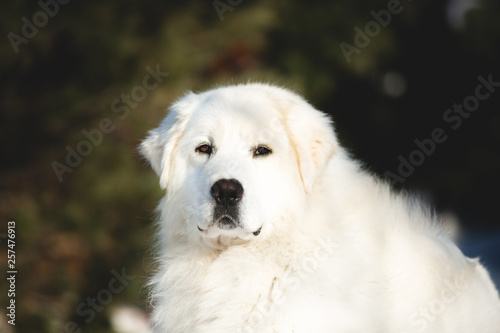 Beautiful and free maremmano abruzzese sheepdog. Close-up of big white fluffy dog is on the snow in the forest in winter