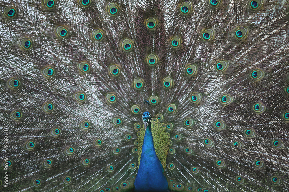 Obraz premium A beauty is everywhere 