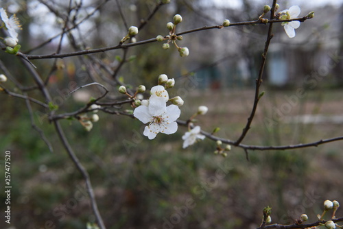 white flowers in spring