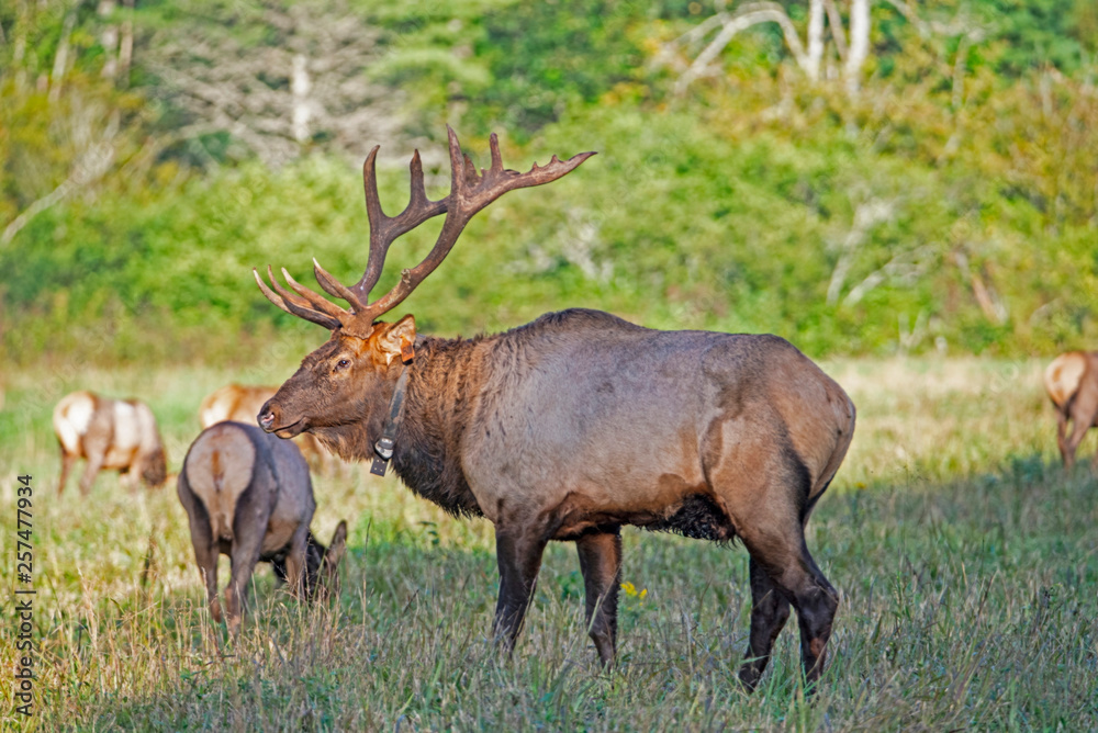 Fototapeta premium A bull Elk checks on his harem during the rutting season.