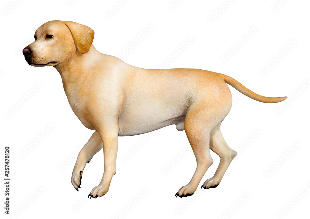 Fototapeta premium 3D Rendering Labrador Dog on White