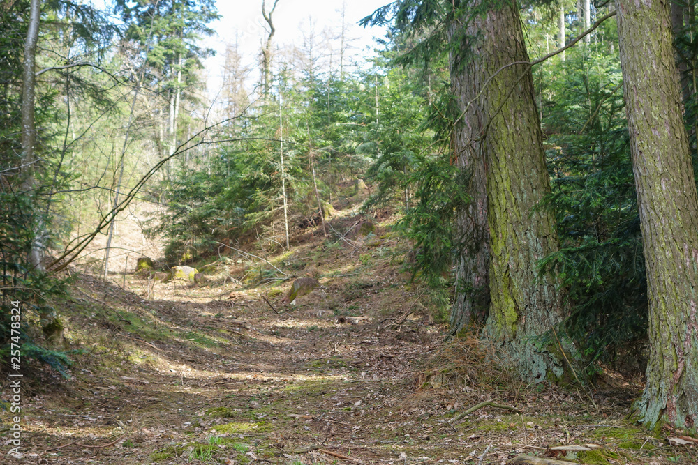 Obraz premium Waldweg