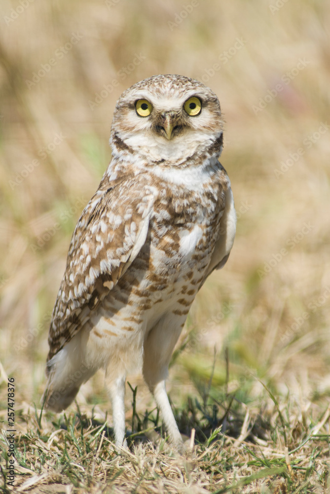 Burrowing Owl standing in open field (Athene cunicularia), Sacramento Valley, California