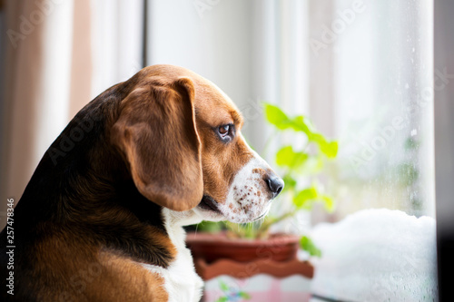 Beagle dog sits on the window and looks out the window