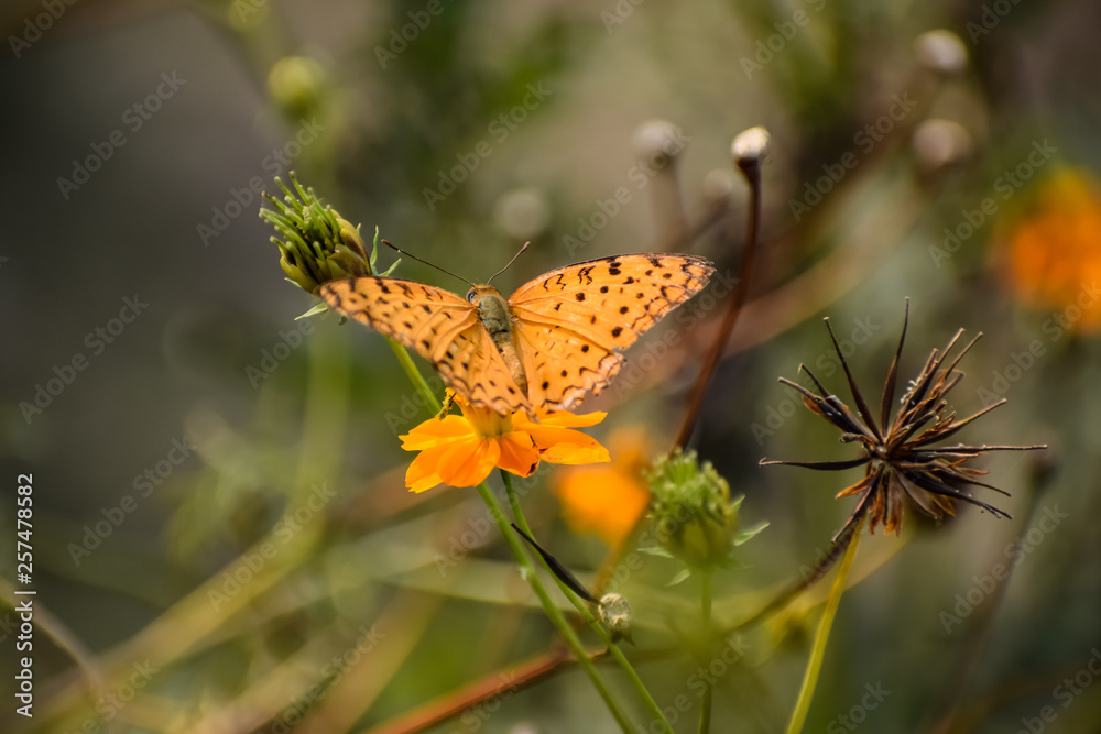 Obraz premium yellow butterfly