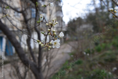 blooming apple tree in spring