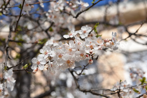 cherry blossom in spring
