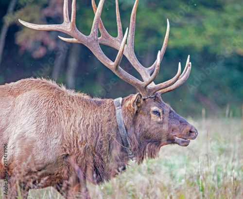 Head shot of a bull Elk with large antlers in Cataloochee.