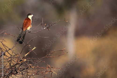 The Senegal coucal (Centropus senegalensis) sitting on the branch. Big coucal with brown background sitting on the bush. photo