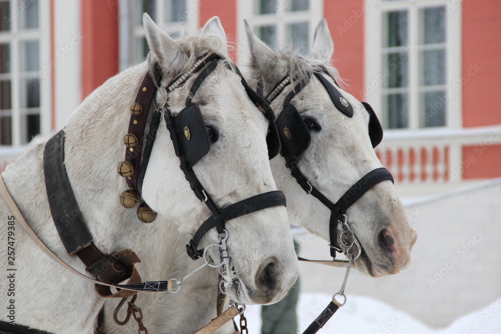 two horses in a harness close-up