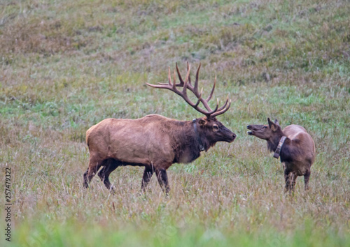 Wallpaper Mural Little female Elk back talks  a big bull male Elk. Torontodigital.ca