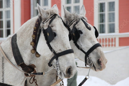 two horses in a harness close-up