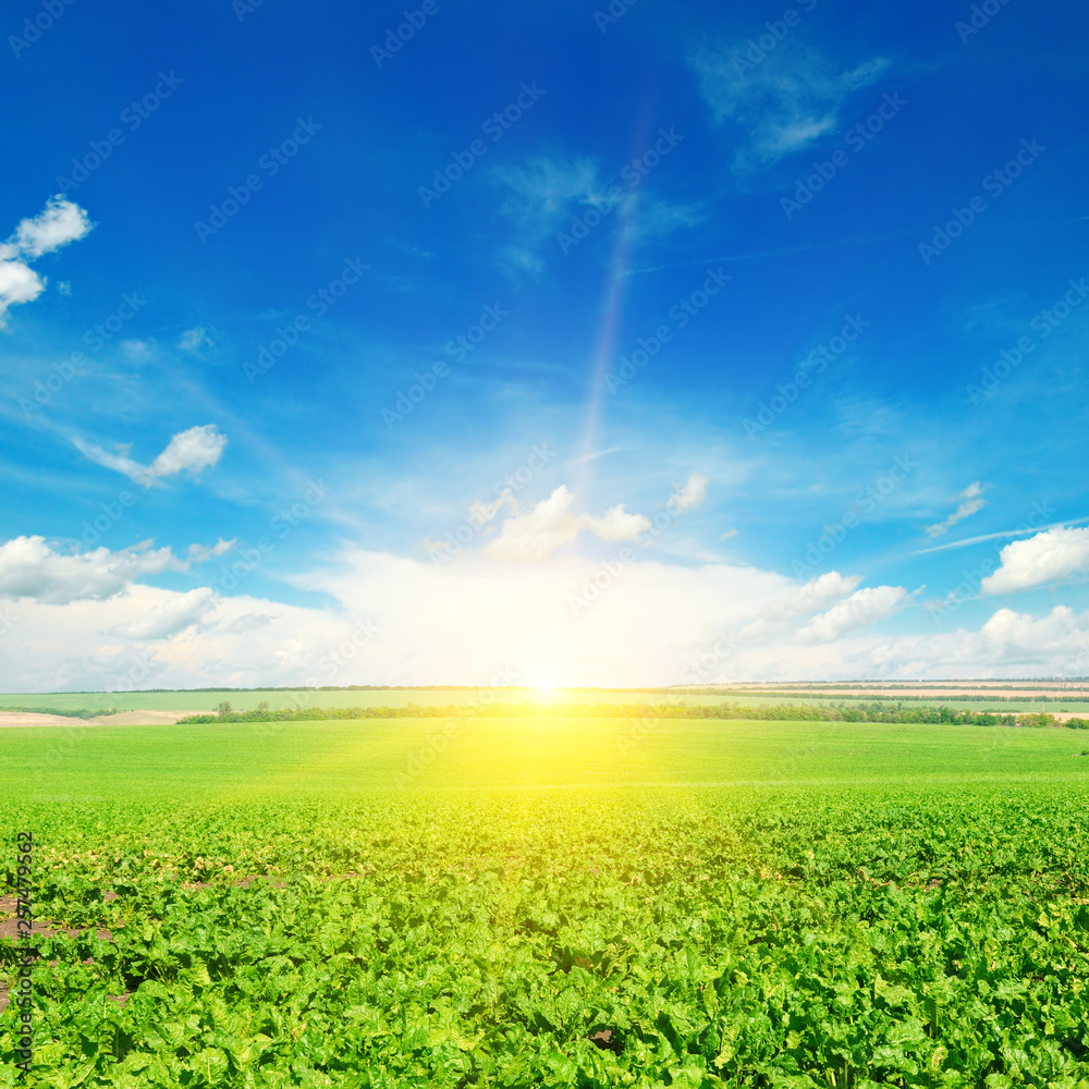 Green beet field and sun on blue sky.