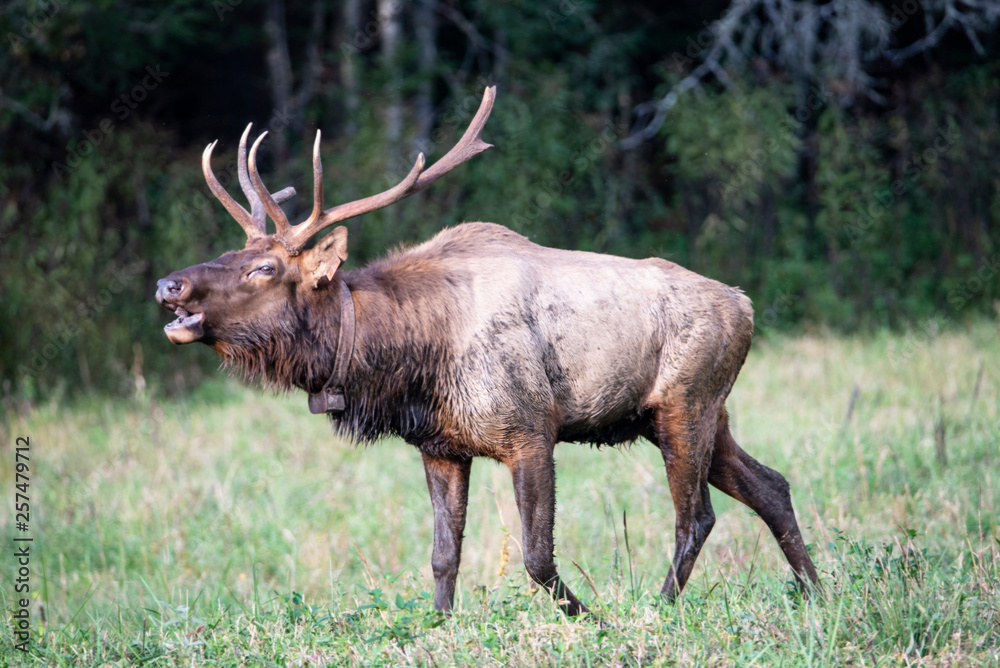 A bull Elk walking in a grassy field bugling during the rutting season.