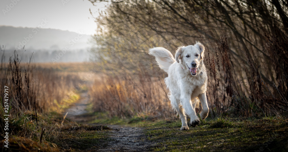 Obraz premium The Golden Retriever