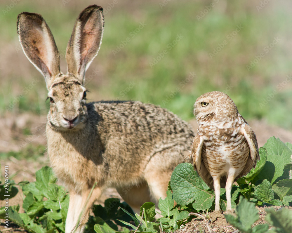 Burrowing Owl (Athene cunicularia) and Jackrabbit (Lepus californicus) Burrowing Owl (Athene cunicularia) and Jackrabbit (Lepus californicus)