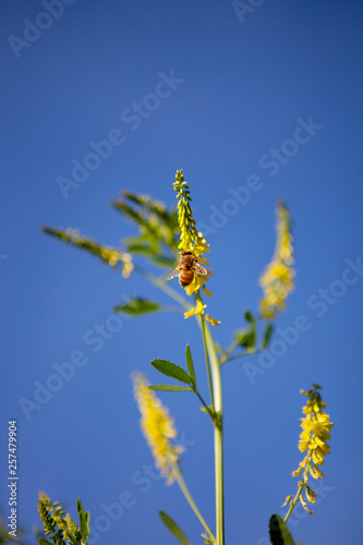 Honey bee flying over yellow sweet clover photo
