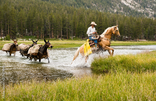 Pack horses crossing creek, California, USA photo