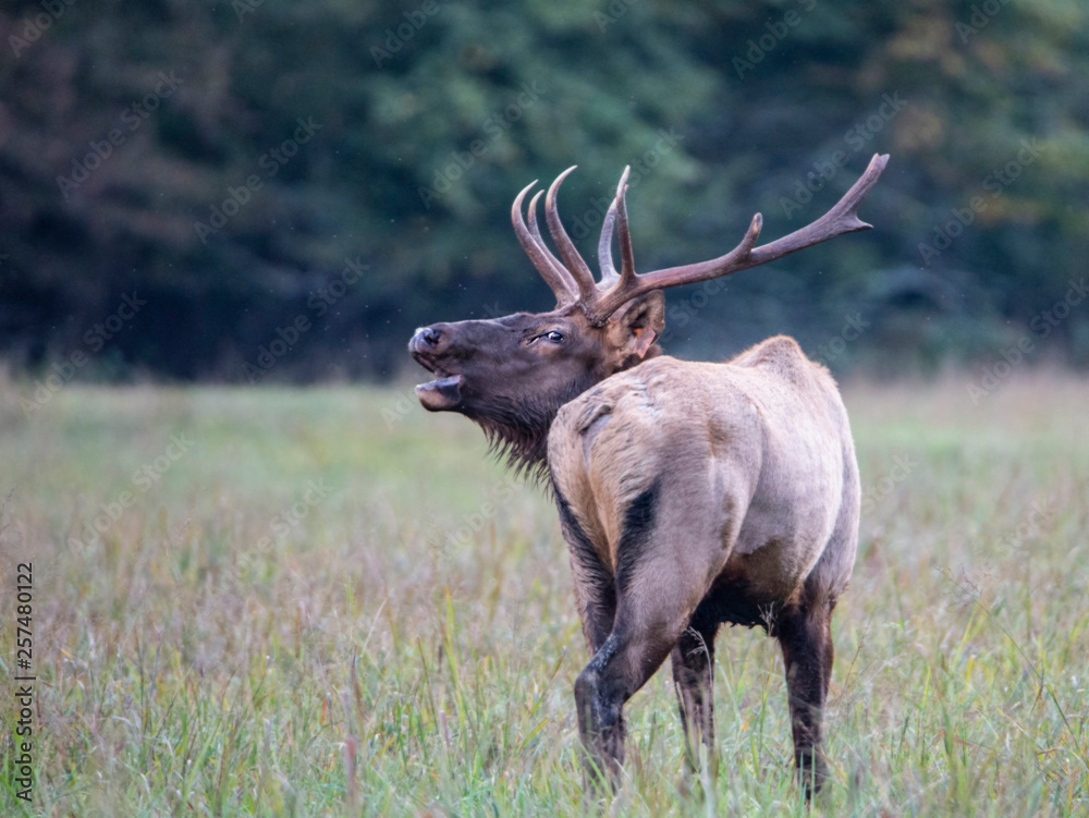 Fototapeta premium A bull Elk walking in a grassy field bugling during the rutting season.