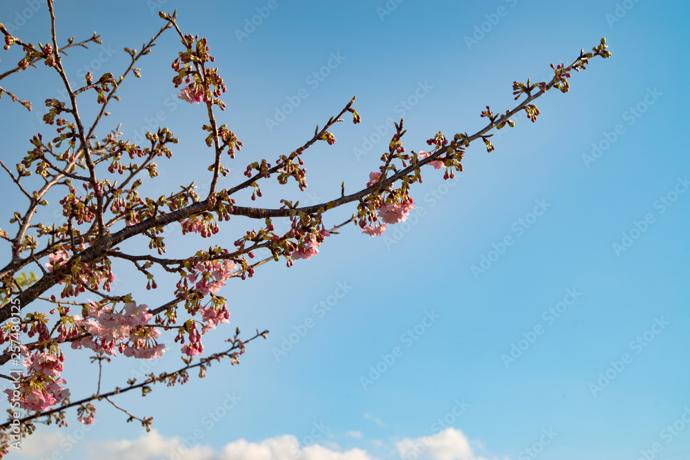 日本土肥桜３　無人
