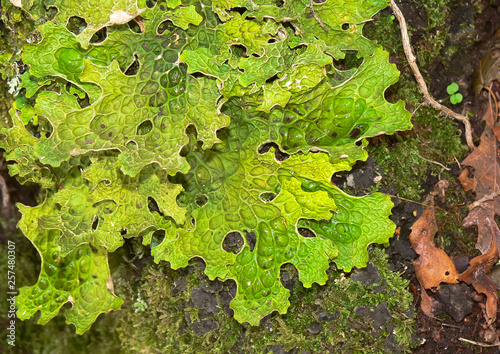 licheni del Genere Lobaria su corteccia d'albero in primo piano