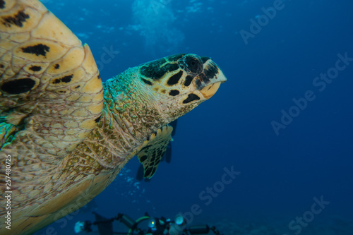 Hawksbill sea turtle in the Red Sea, dahab, blue lagoon sinai