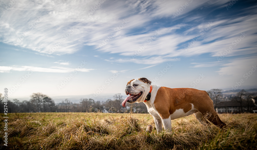 The English Bulldog