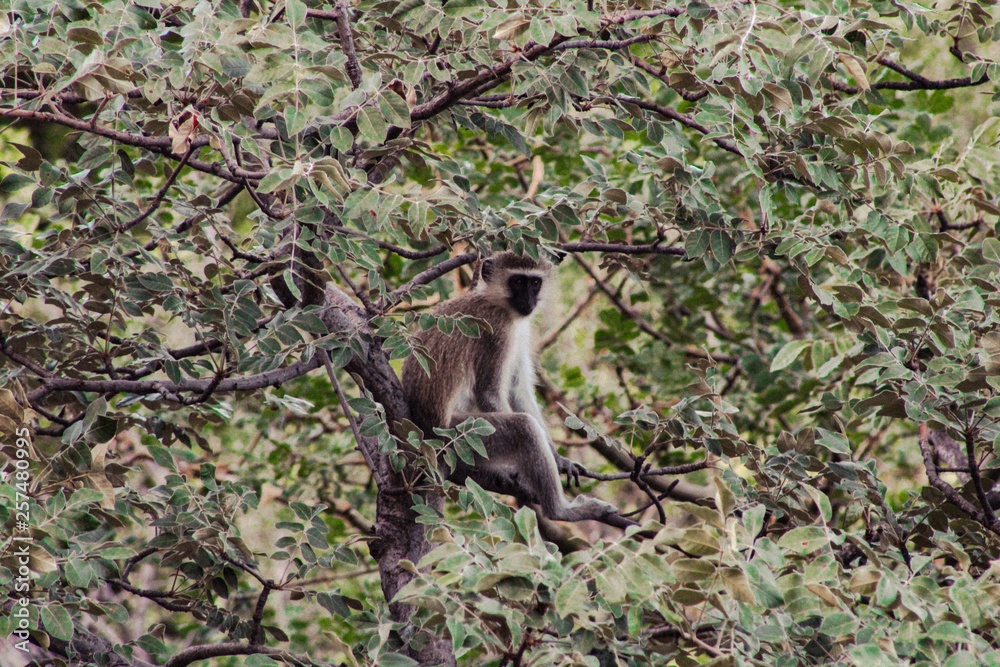 monkey on the tree, zimbabwe