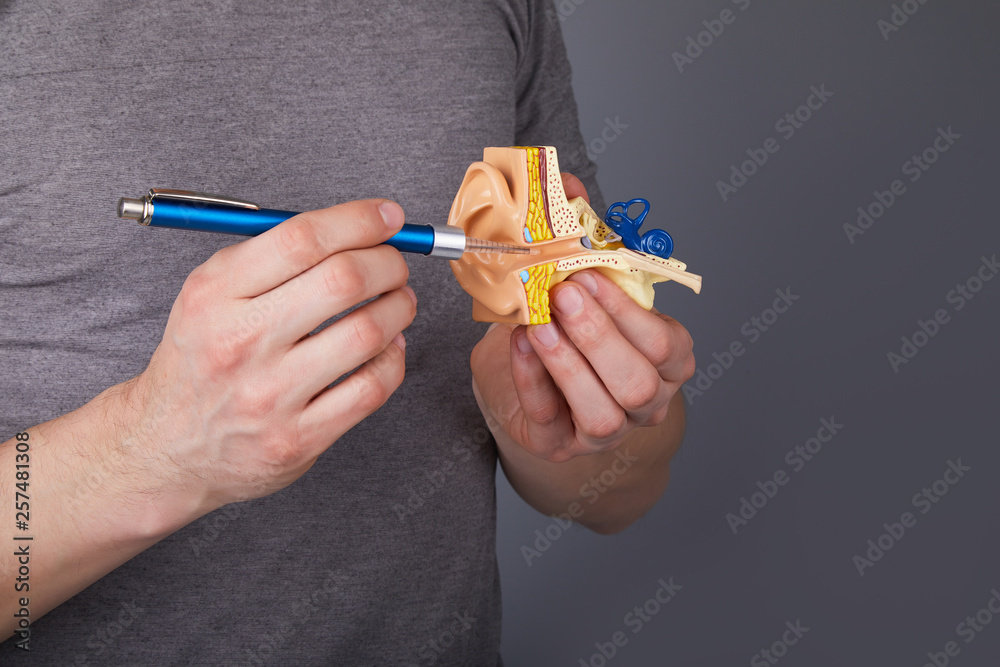 Man holding and pointing on the model of the human inner ear. Ear model ...