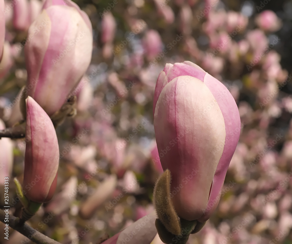 Fototapeta premium Magnolia blossoms in spring outside