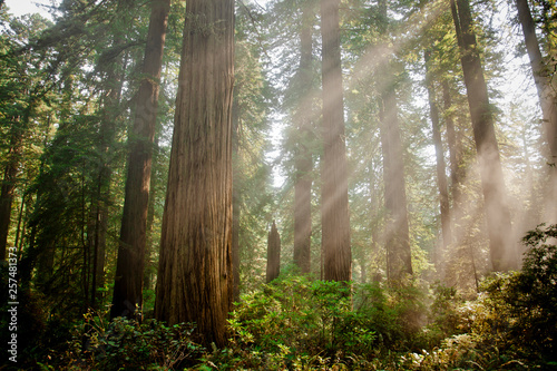 Sunbeams in Redwood National Park, California, USA