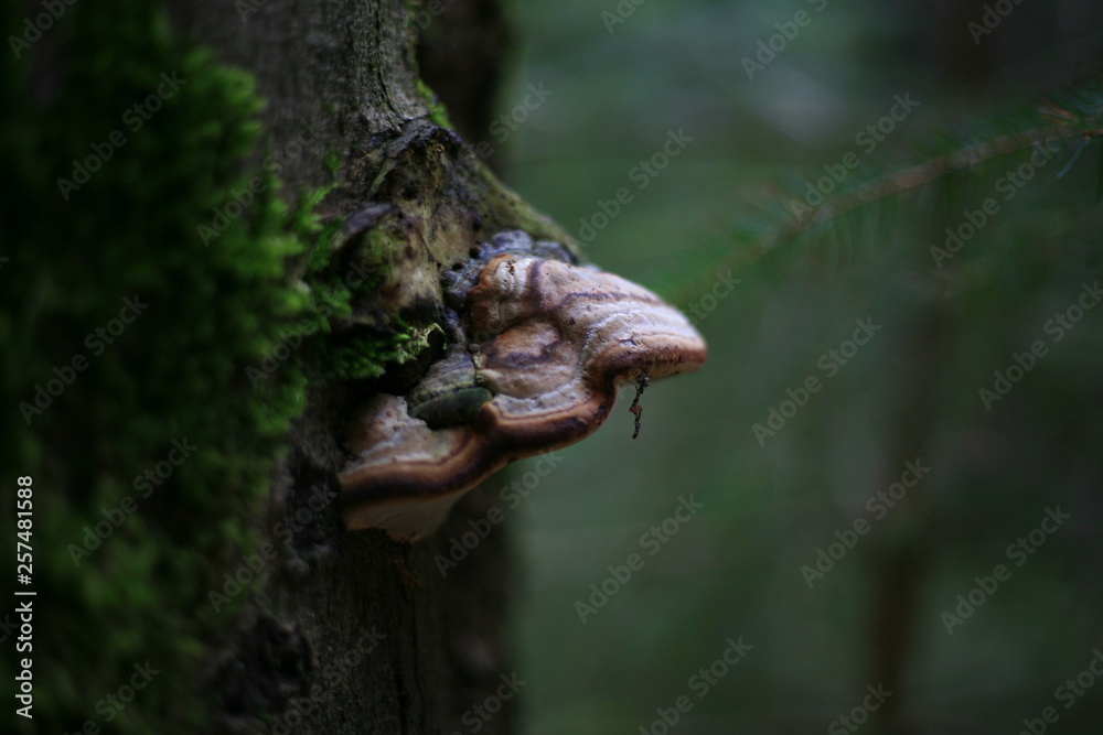 Obraz premium Baumpilz