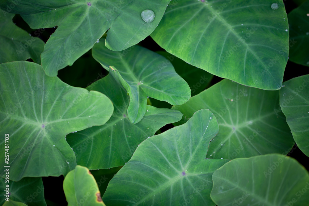 Green leaves adorn the wet areas of Nepal's Bardiya Region. Green leaves adorn the wet areas of Nepal's Bardiya Region.